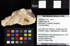 Foto (Objket + Etiketten) von Gabriella anfracta (Schweitzer & Feldmann, 2008) 